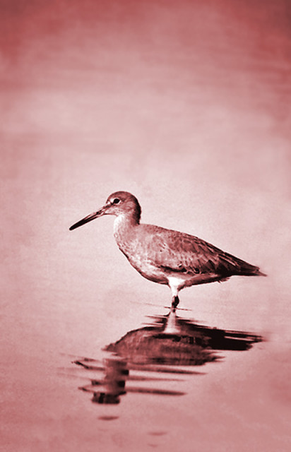 Willet