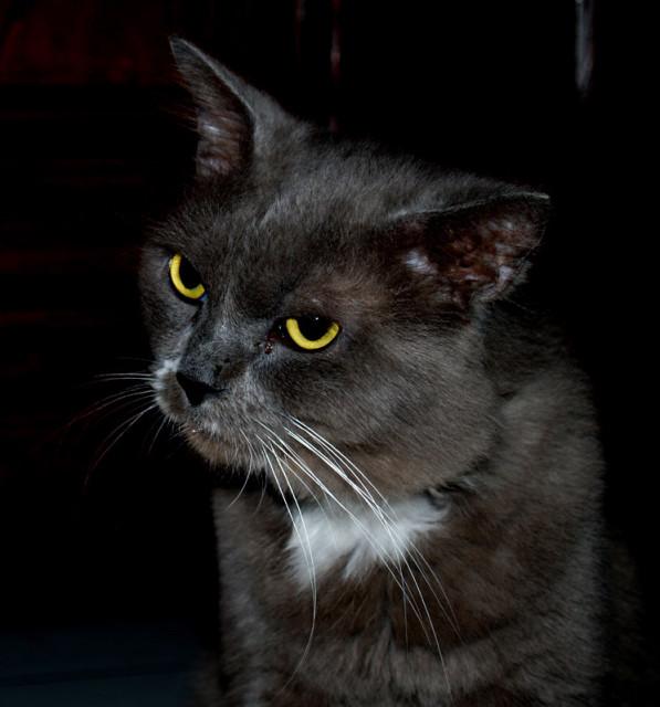 My Cat '_' 4