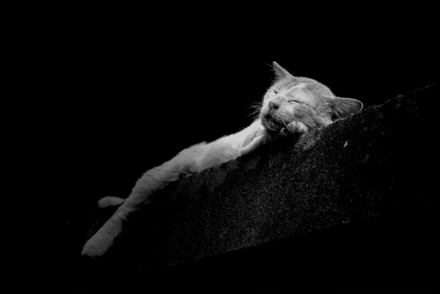 Lazy Cat...