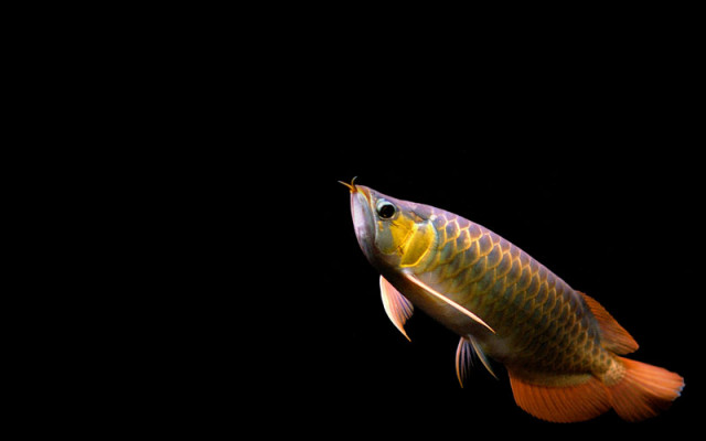 Rainbow Arwana