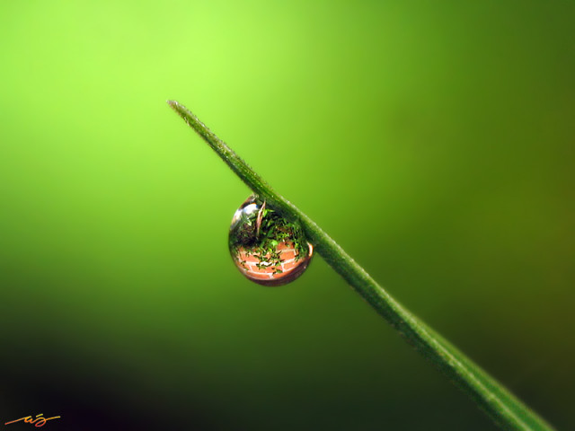 refleksi di embun pagi
