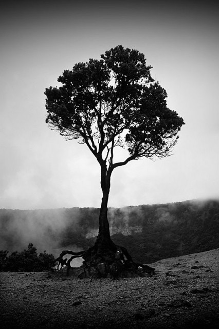 just a tree