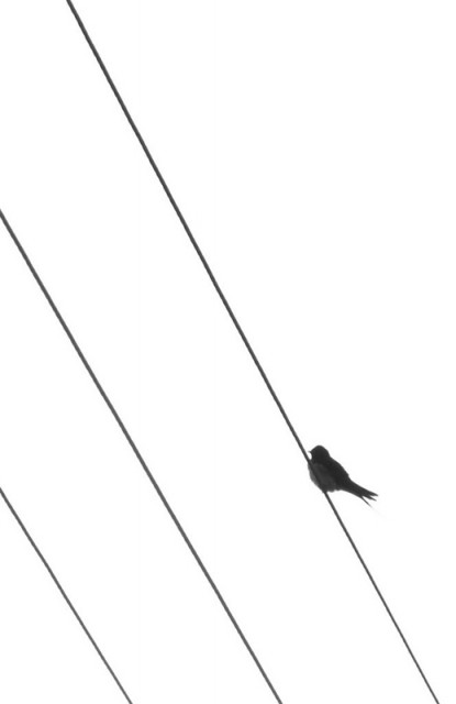 :: NY4NY14N  5UNY1 [m1n1m4l15] ::