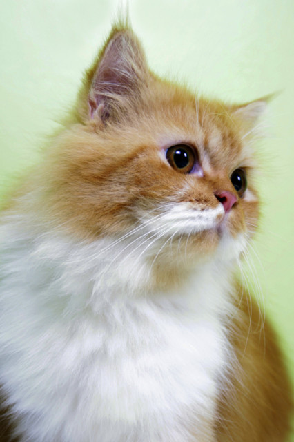 My Cat #01