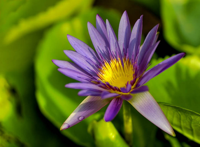 ::Violet Water Lily :: (HDR)