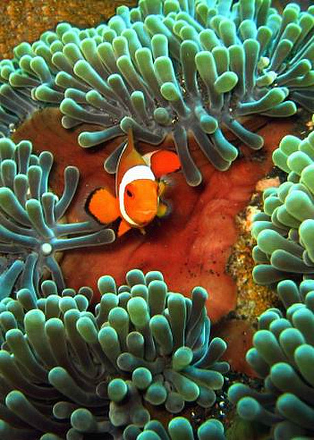 senyum kecil si nemo