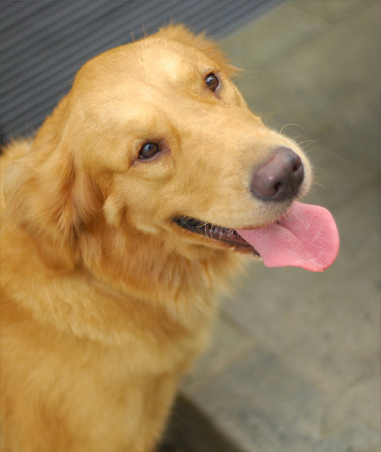 What a Luvly Dogiiee.. Guk !