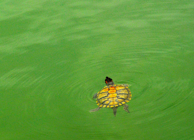 The Circle of Live...