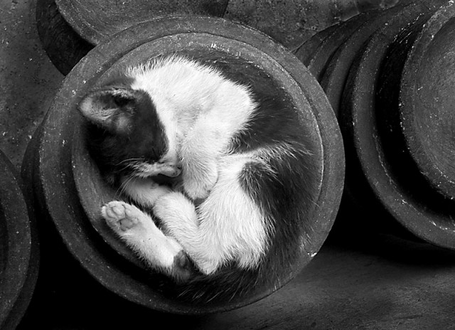 sleeping inthe cowet