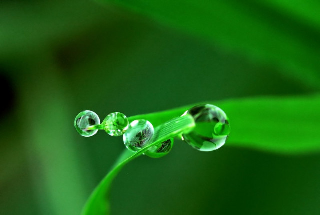 Dancing Dew