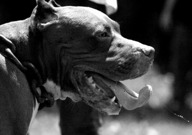 andjing djantan jang berdjenis pitboell#1