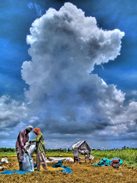 Panen padi
