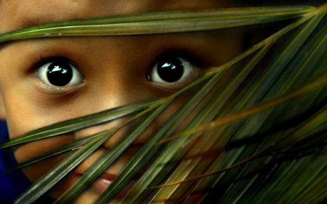 Cik.. Luk.. Baaaa...