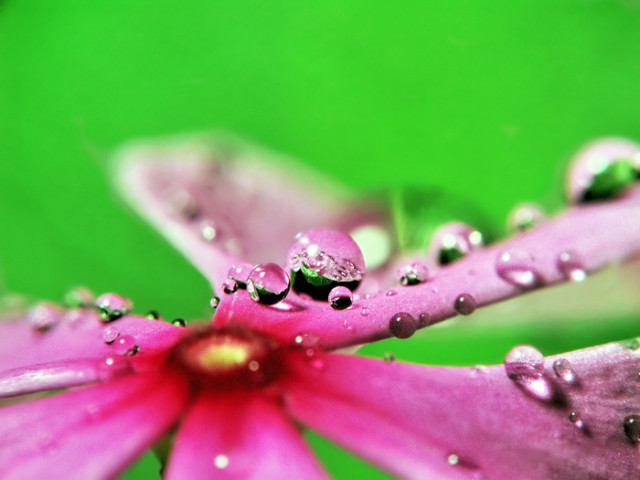 Flower & Water Drop