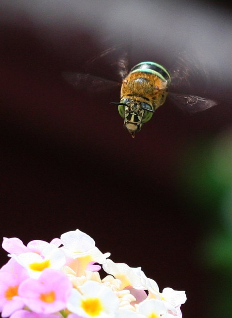 Aku laper banget nich