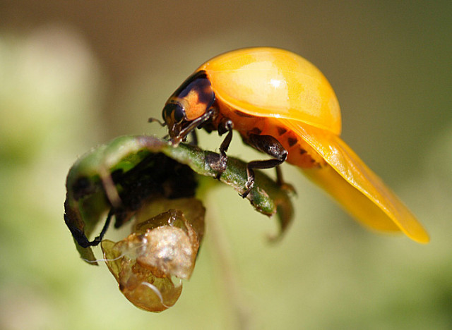 the lady bug - new generation