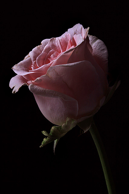 Pink Rose #1