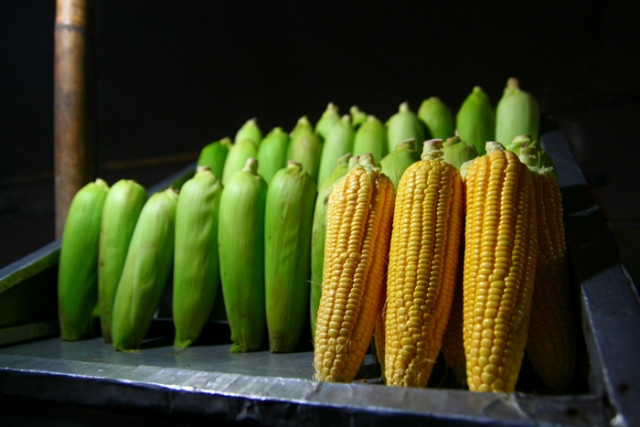 jagung