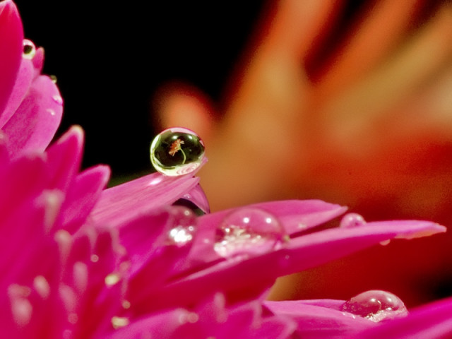 ::Flower in Droplet::