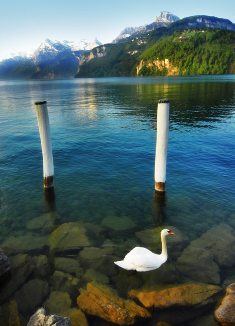 swan lake
