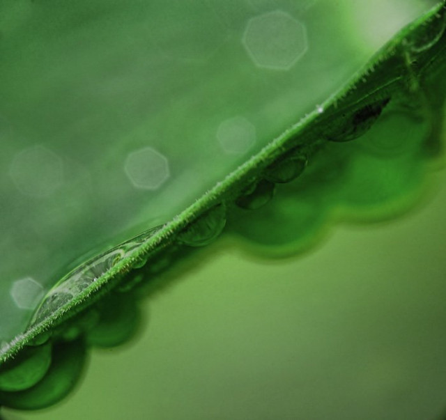 ...edge Of Adenium...