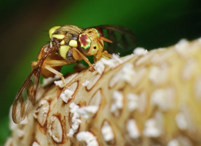 ... sarapan pagiku ...