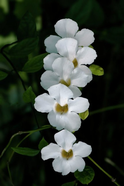 unga ditepi Jalan #1