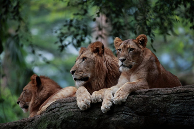 Three Lion