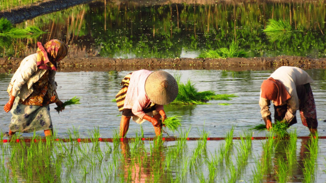Menanam Padi....