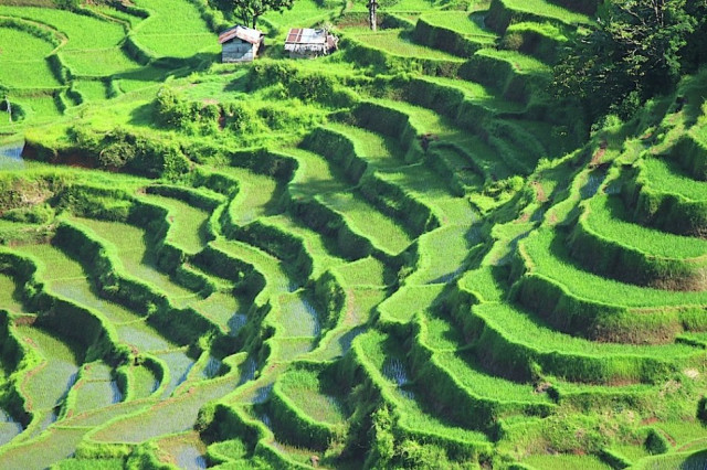 Rice Terrace