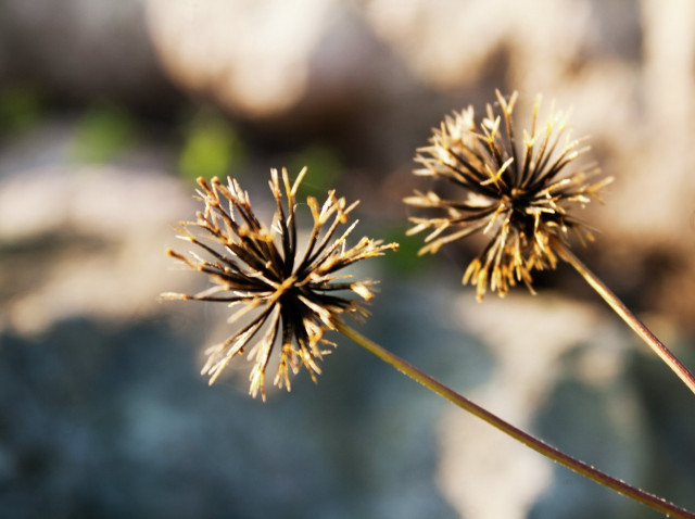 Sepasang tanaman liar berduri